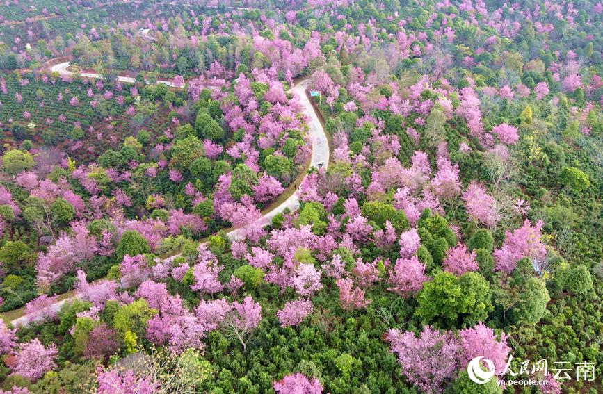 世界文化遺産に申請(qǐng)中の景邁山で桜が開花