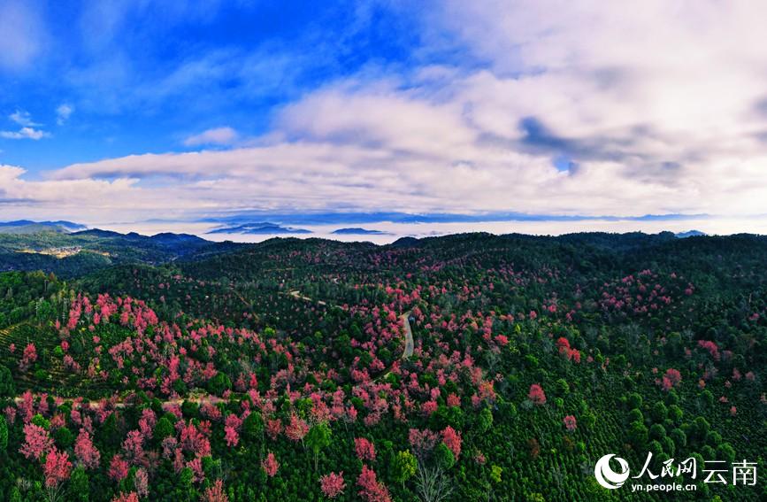 世界文化遺産に申請中の景邁山で桜が開花