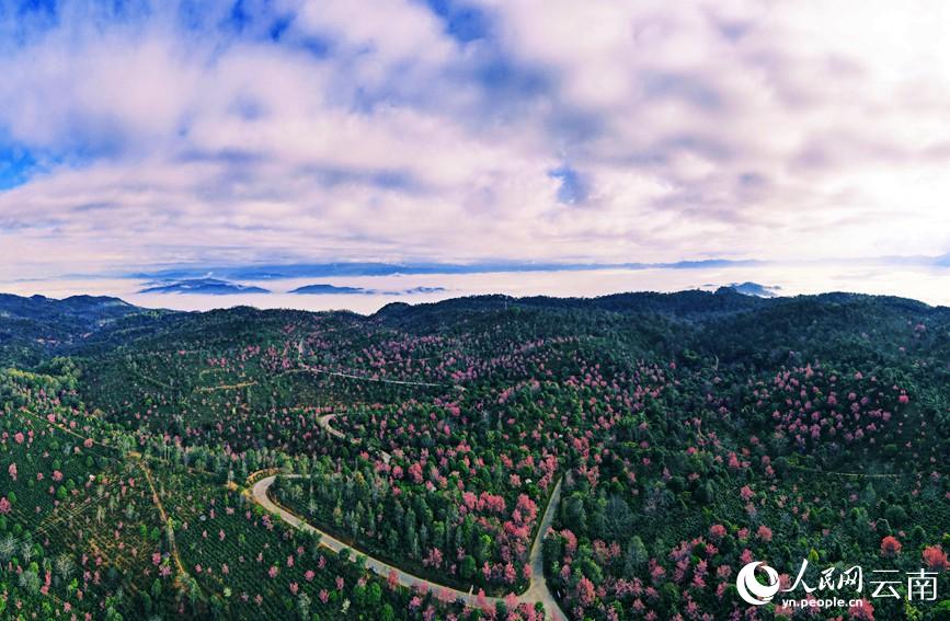 世界文化遺産に申請(qǐng)中の景邁山で桜が開(kāi)花