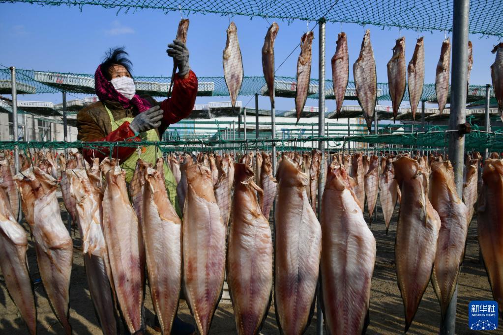 1月19日、山東省栄成市石島管理區(qū)王連街道北橋頭村で、魚を干して干物を作る村民（撮影?徐速絵）。