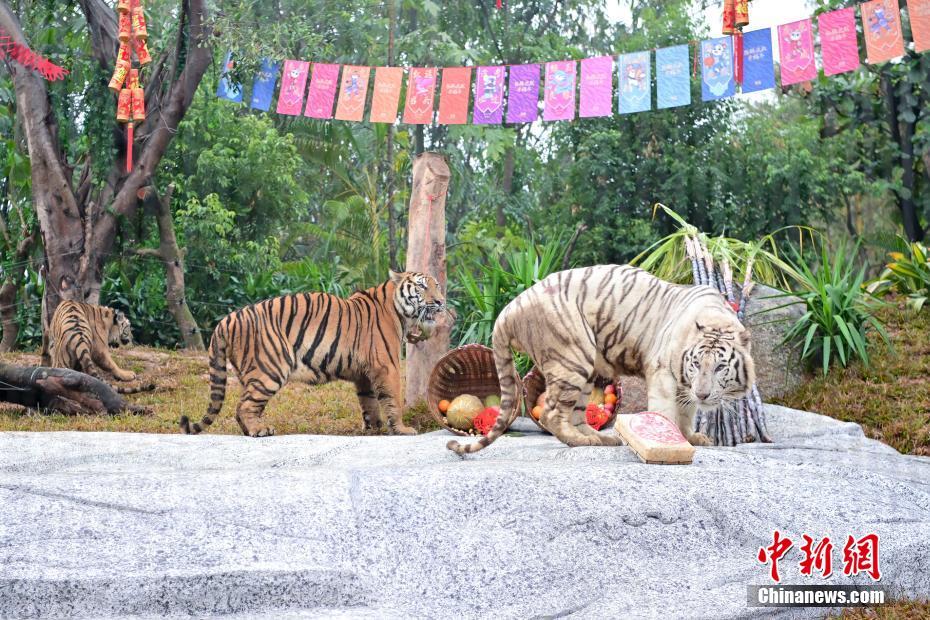 広東省広州市の長隆野生動物世界に新しく建設(shè)されたトラエリアに引っ越したトラたち（1月24日撮影?陳驥旻）。