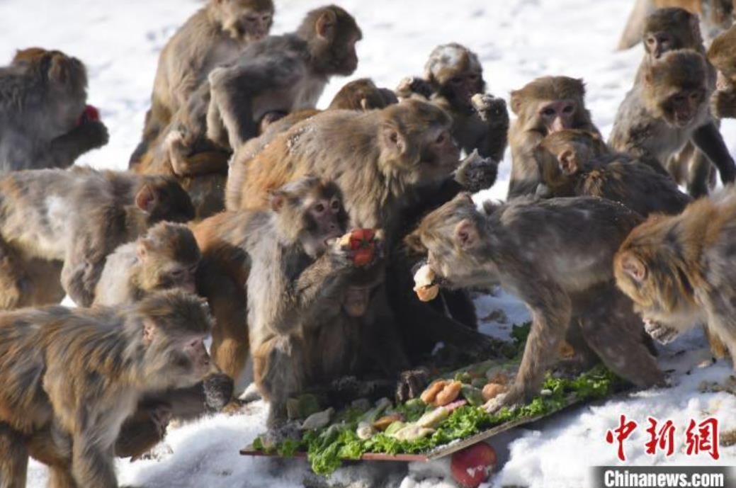 トラをテーマにした特別メニューを味わう北方森林動(dòng)物園の動(dòng)物たち（撮影?劉暁密）。