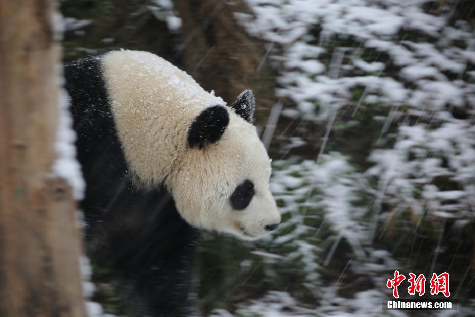 雪の中ではしゃぐリアル版「ビン?ドゥンドゥン」 （資料提供?南京市紅山森林動物園）。