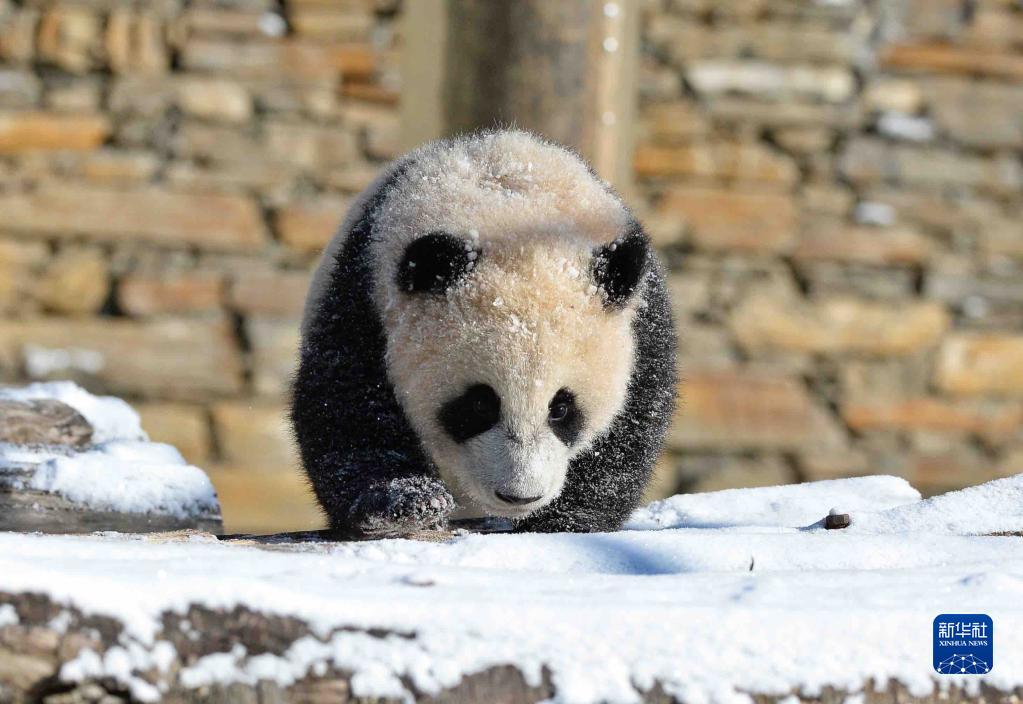 思う存分雪遊びを楽しむパンダたち　四川省