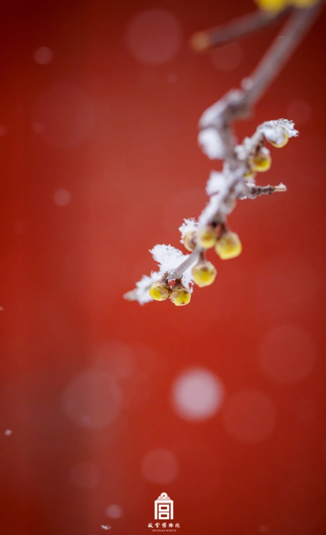 春節(jié)明けの初雪、雪が最も映える北京のあの場所とは？