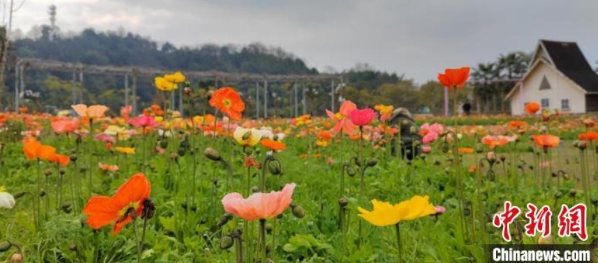 蜀南花海景勝地で満開(kāi)を迎えた面積20ヘクタールに及ぶヒナゲシ（撮影?張寶林）。