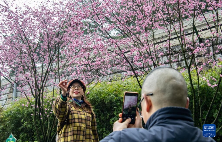 春へ向かって「花の?！棺撙肓熊嚒≈貞c