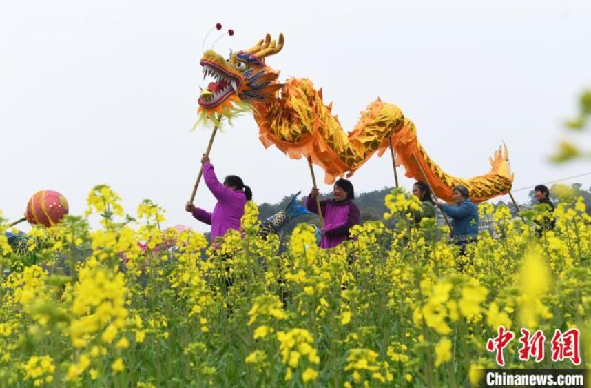 舊暦2月2日は「竜抬頭」、菜の花畑で竜の舞踴り幸福を祈る村民　重慶