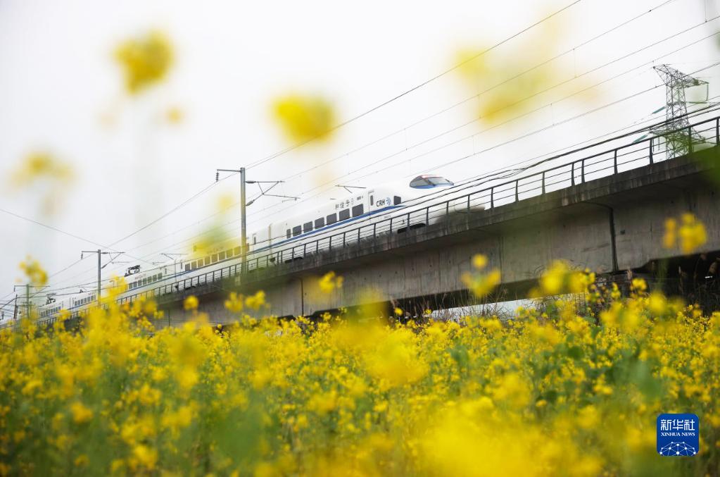 菜の花畑を走り抜ける高速鉄道列車　