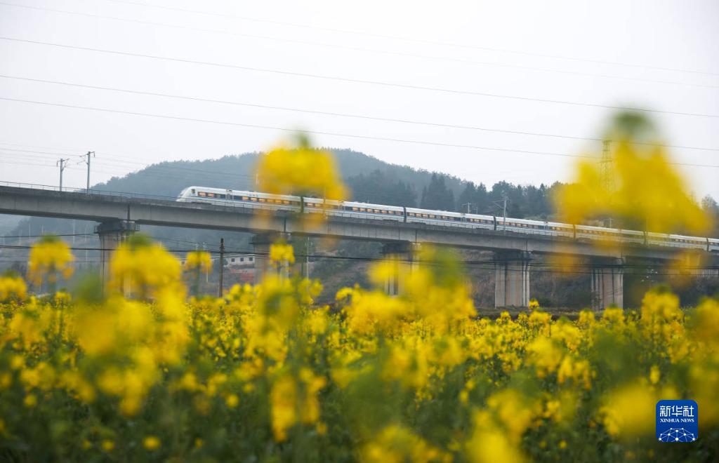 菜の花畑を走り抜ける高速鉄道列車(chē)　