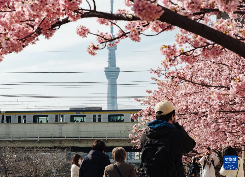 東京の舊中川沿いで、桜を鑑賞する人々（3月9日撮影?張笑宇）。