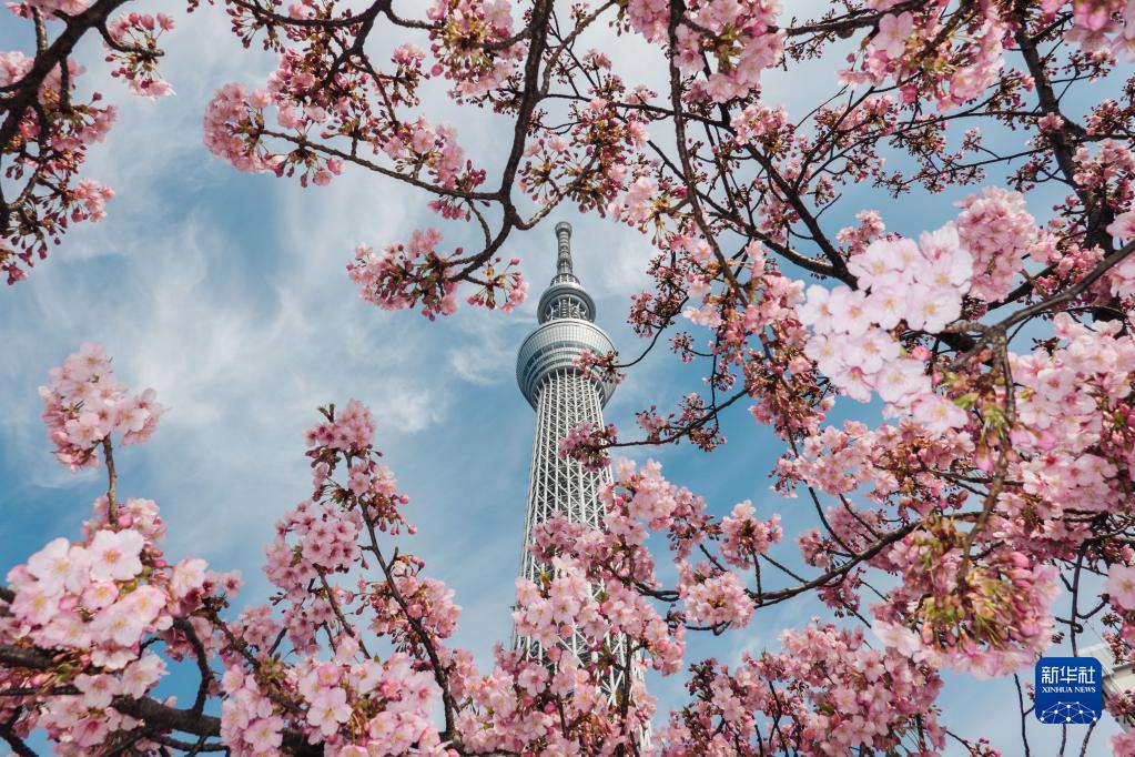 春到來、桜咲く日本の東京