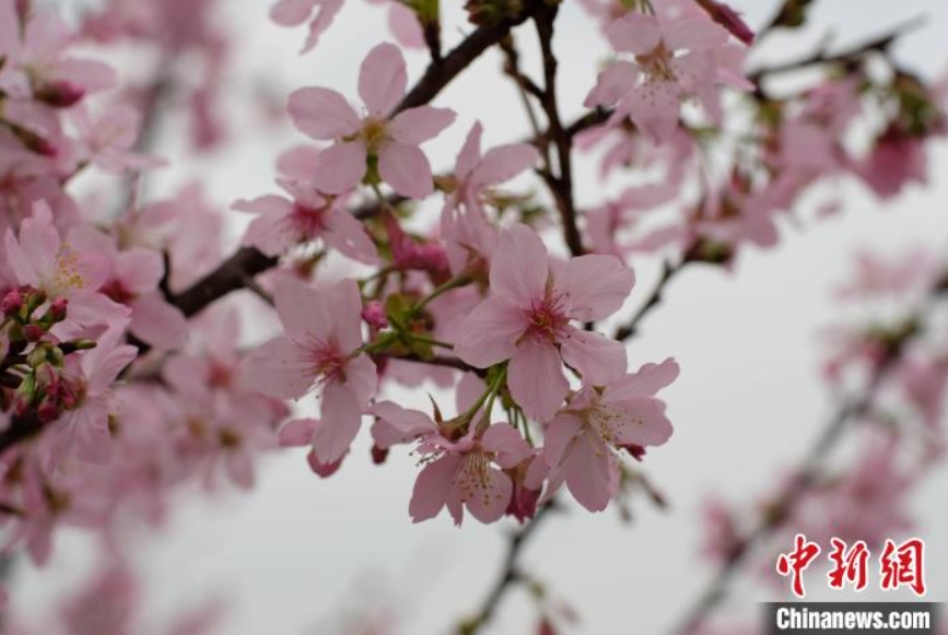 咲き誇る桜の花（撮影?劉俊聡）。