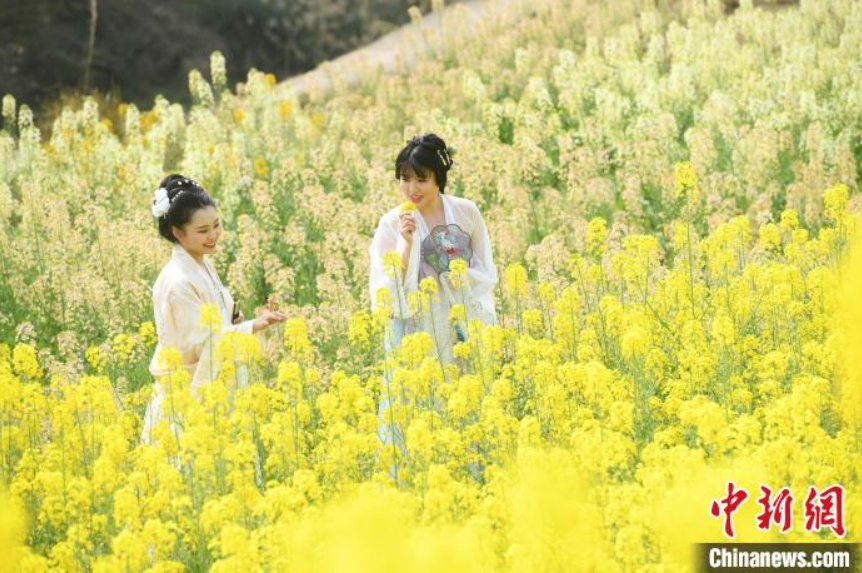 菜の花が満開！村民が竜踴りで人々を歓迎　重慶