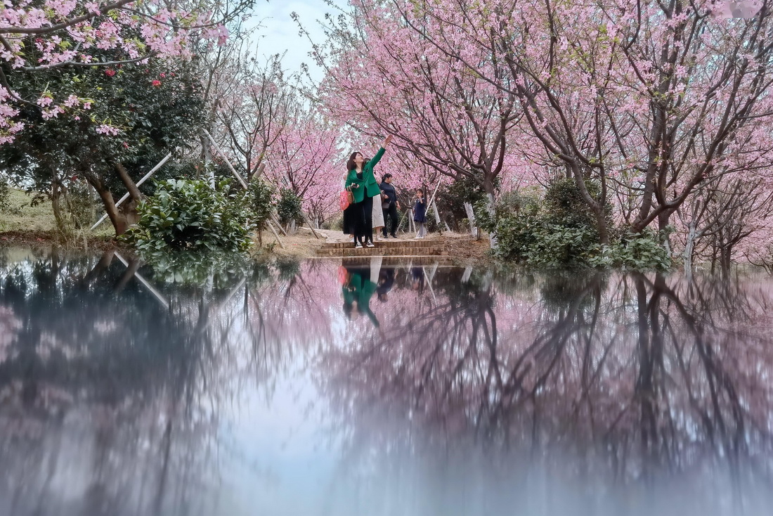 春爛漫、満開の桜　湖南省常寧市