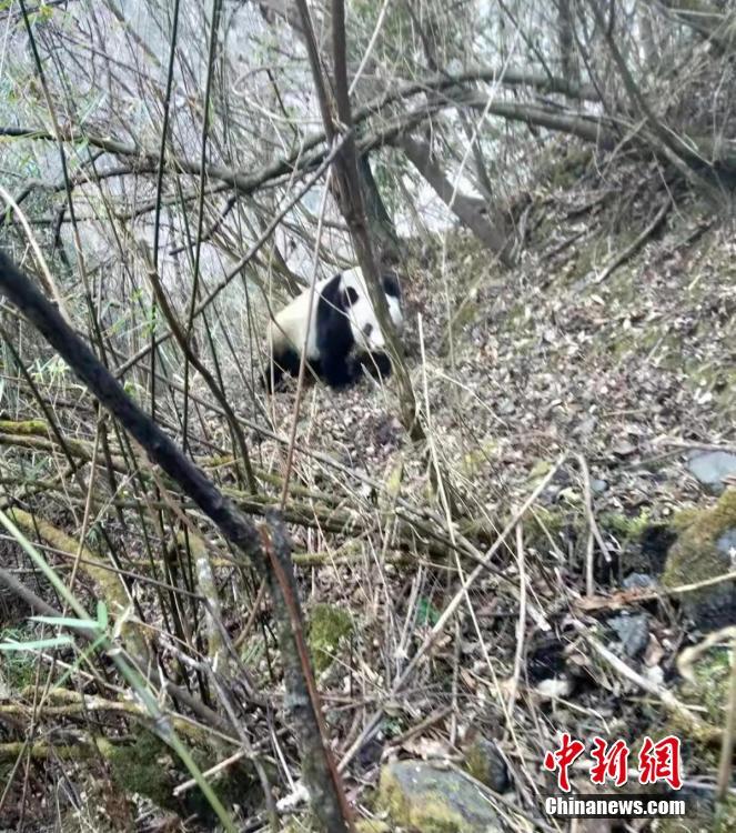 山から水を飲みに下りてきて遊ぶ野生のパンダ　四川省寶興