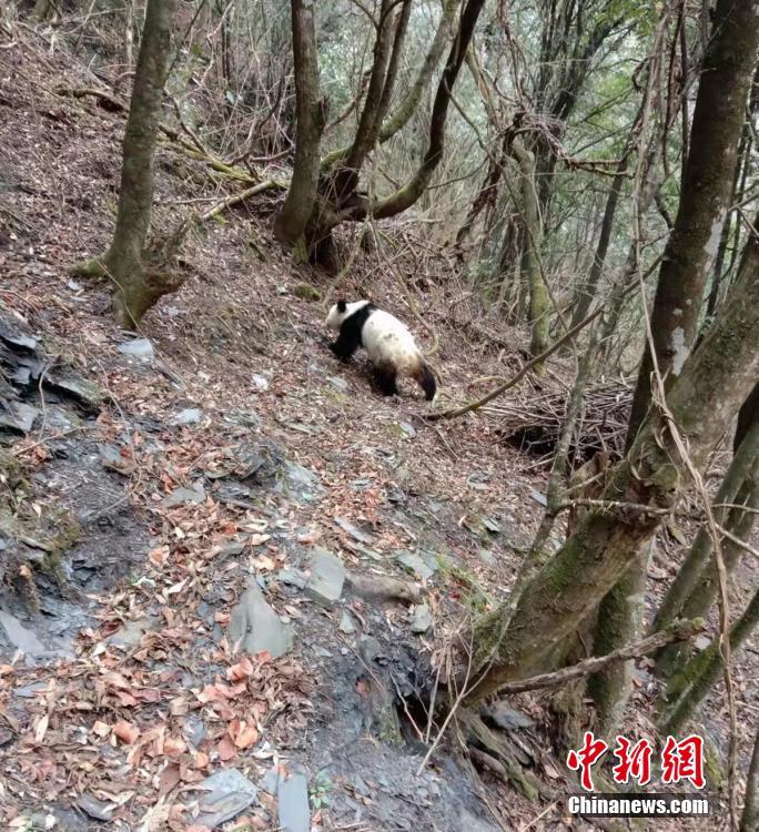 山から水を飲みに下りてきて遊ぶ野生のパンダ　四川省寶興