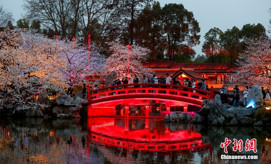 幻想的な湖北省武漢の夜桜鑑賞