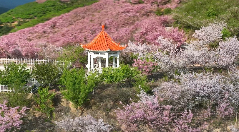 春満開の3月　山全體の桜が見頃に　福建省三明