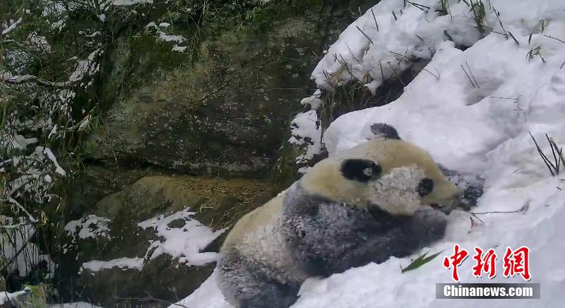 四川省平武県で撮影された野生パンダの雪遊び