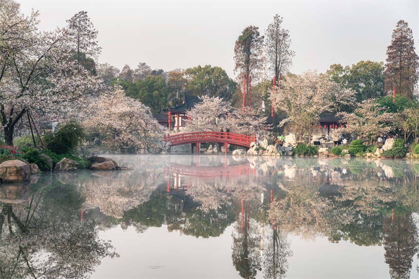 武漢の東湖で桜が開花　湖北省