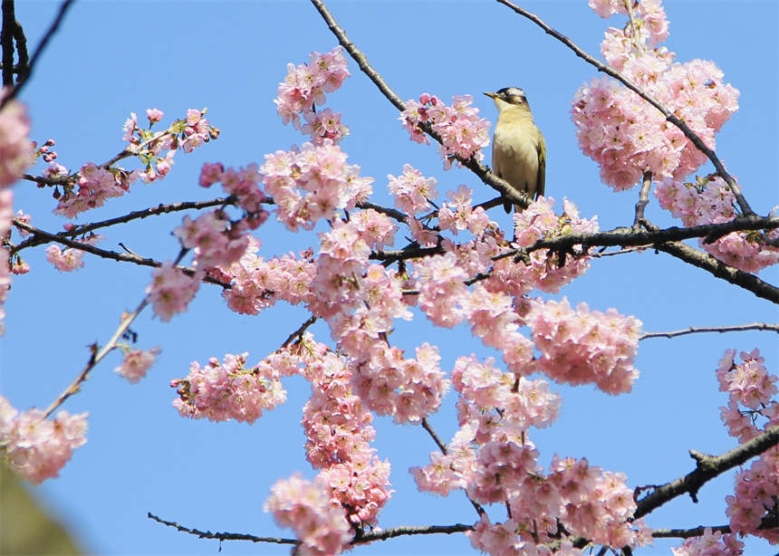 武漢の東湖で桜が開(kāi)花　湖北省