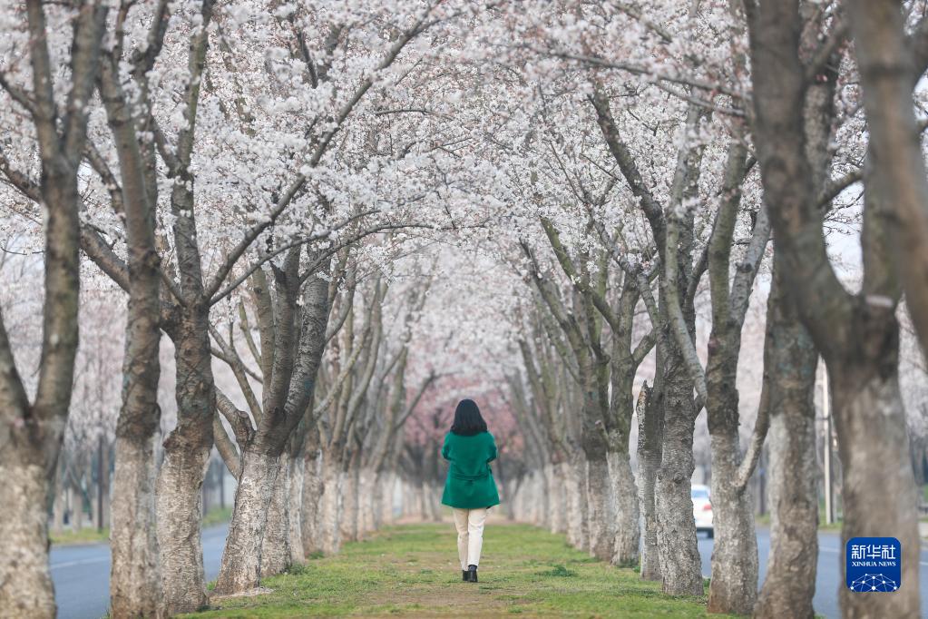 大地が春の裝いに　各地で桜が開花