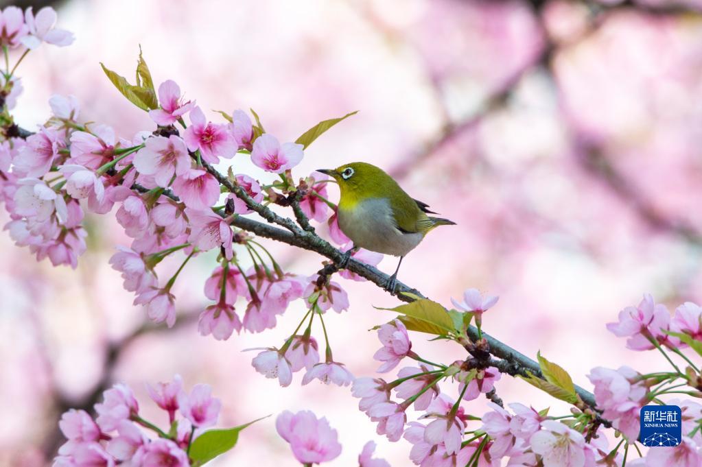 大地が春の裝いに　各地で桜が開花