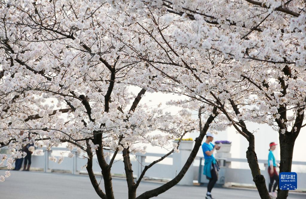 大地が春の裝いに　各地で桜が開(kāi)花