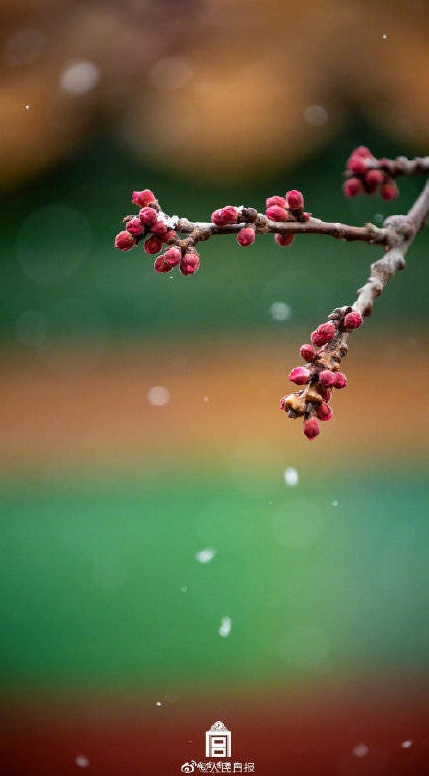 北京に春の雪！美しくも幻想的な故宮と春の花