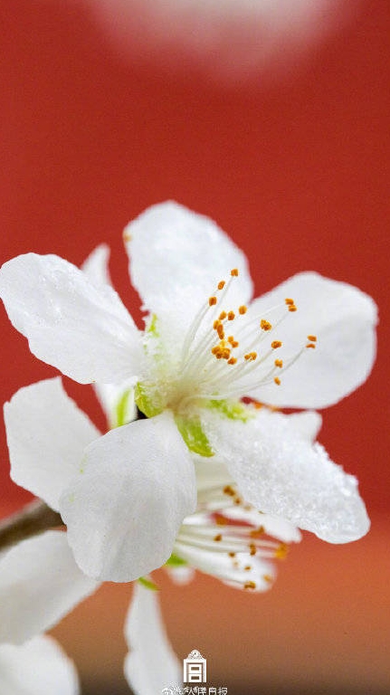 北京に春の雪！美しくも幻想的な故宮と春の花