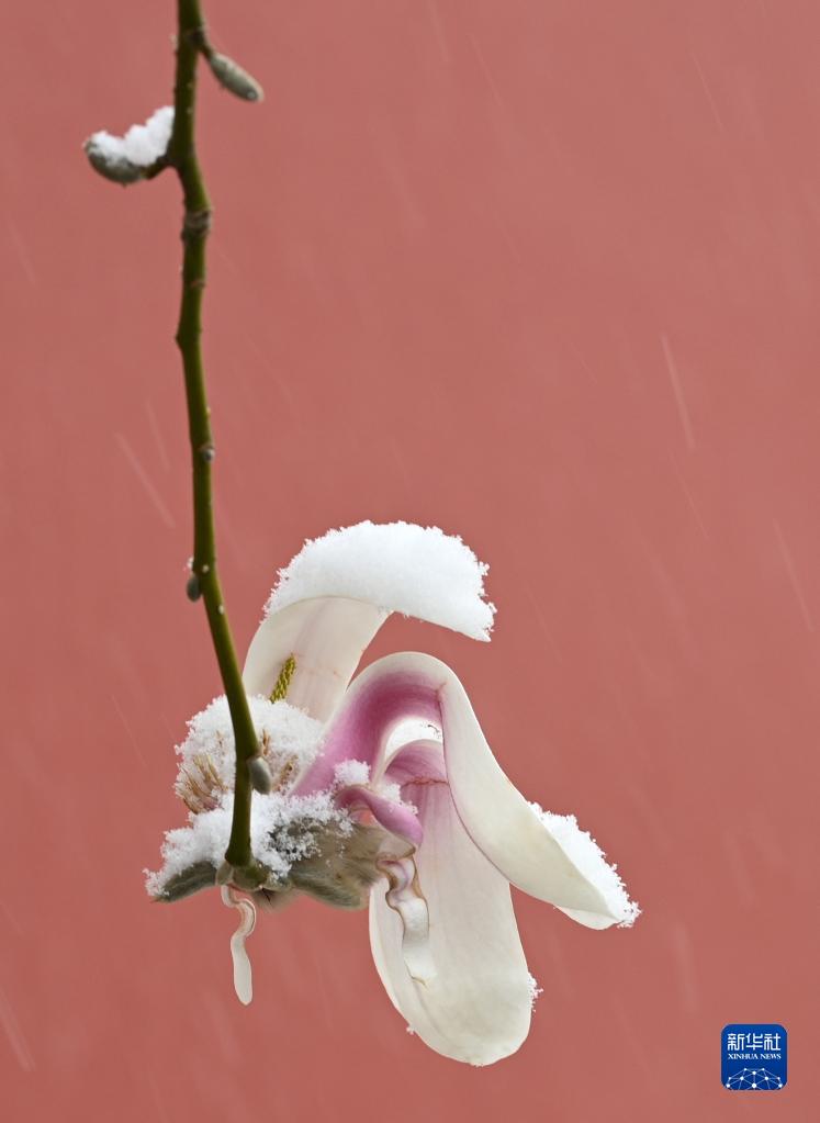 北京で大雪、同時(shí)期としては過(guò)去40年間で2番目に低い気溫に