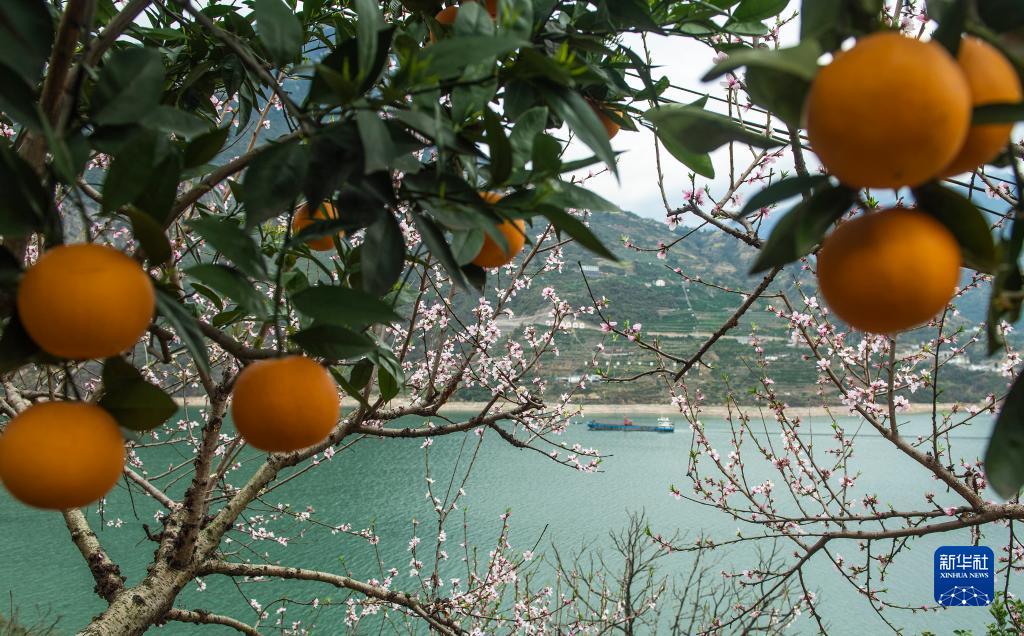 花の香り漂い、ネーブルオレンジ実る三峽の春　湖北省秭帰