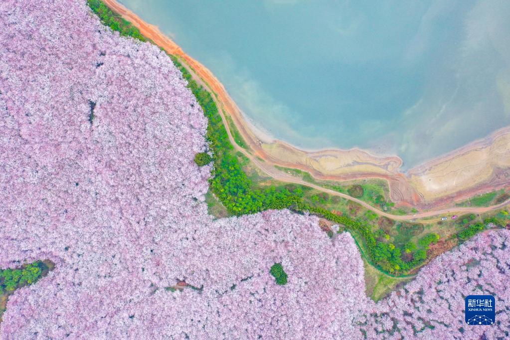 3月17日、貴州省貴安新區(qū)桜花園（ドローンによる撮影?歐東衢）。