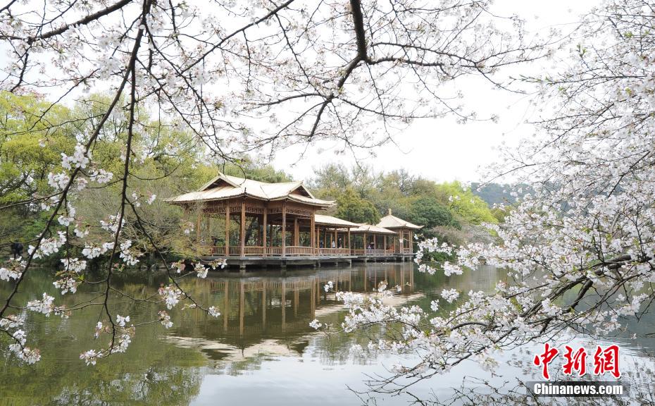 浙江省杭州市西湖花港公園の亭廊前で満開(kāi)を迎えた桜（撮影?王剛）。