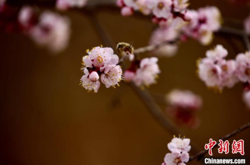 郷村の田野に咲くアンズの花（撮影?李玉峰）。