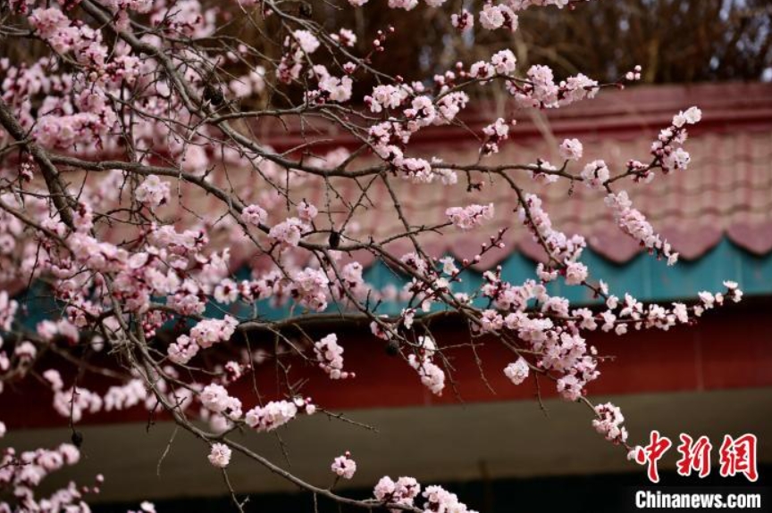 青海高原に遅めの「お花見シーズン」が到來　黃河両岸のアンズが満開に