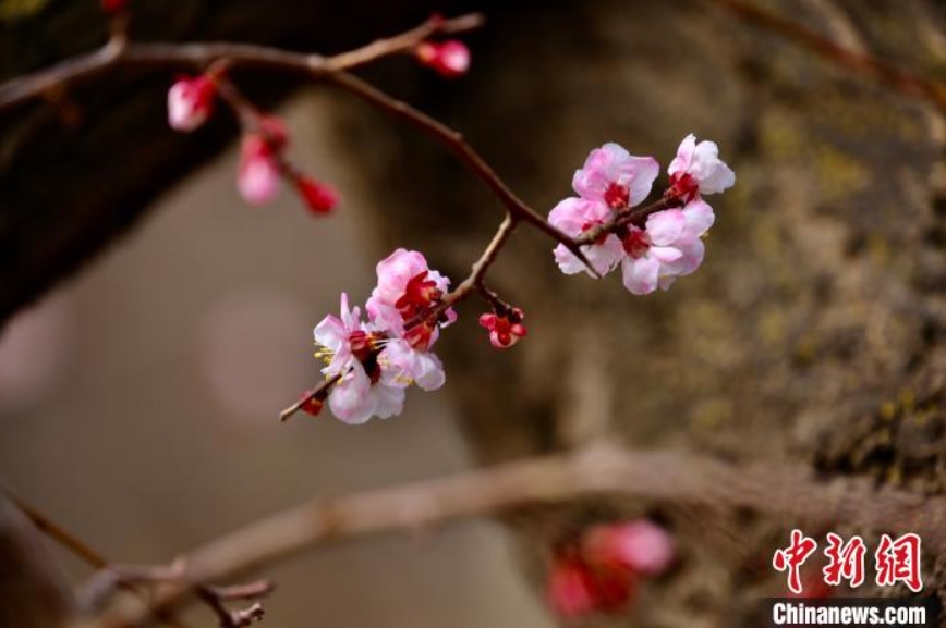 青海高原に遅めの「お花見シーズン」が到來　黃河両岸のアンズが満開に