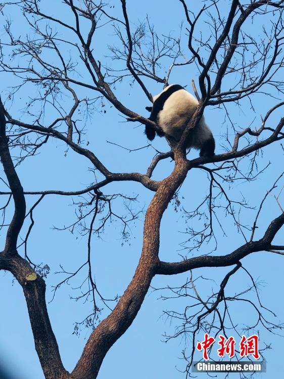 すご過ぎる寢相！北京動物園のジャイアントパンダ