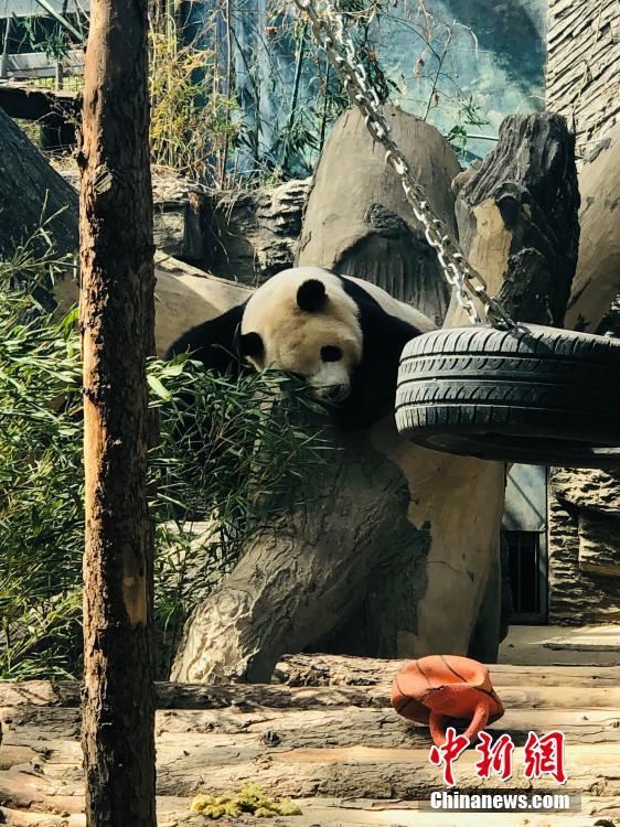 すご過ぎる寢相！北京動物園のジャイアントパンダ