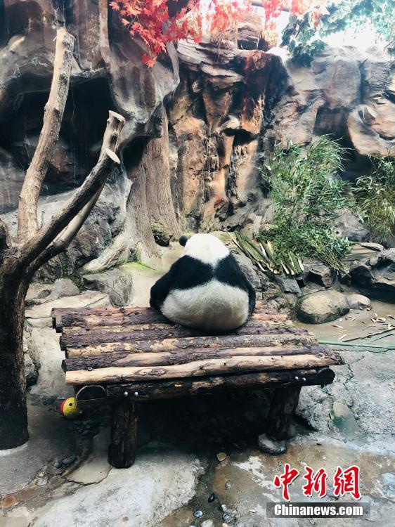 すご過ぎる寢相！北京動物園のジャイアントパンダ