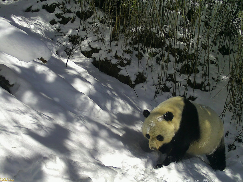 雪遊びをする野生のパンダの撮影に成功　四川省