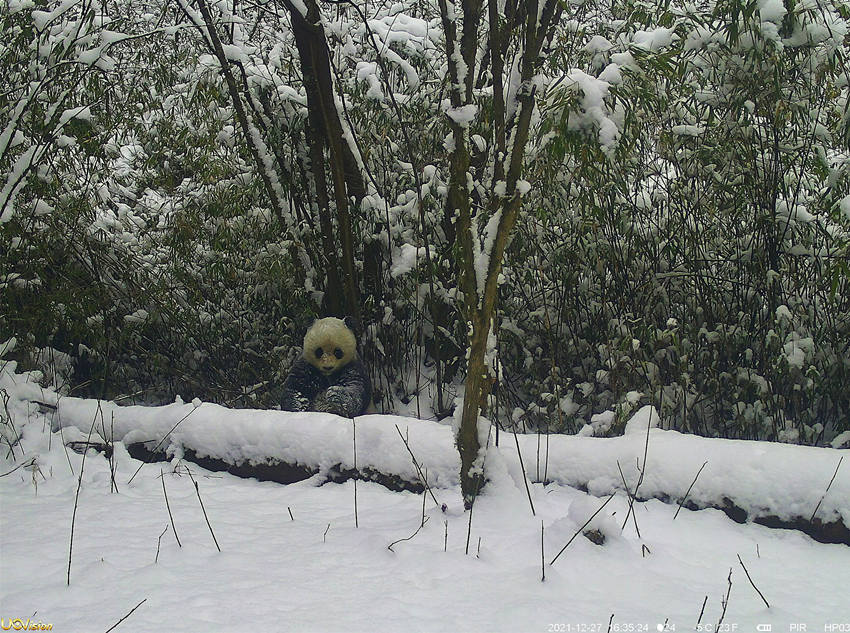 雪遊びをする野生のパンダの撮影に成功　四川省