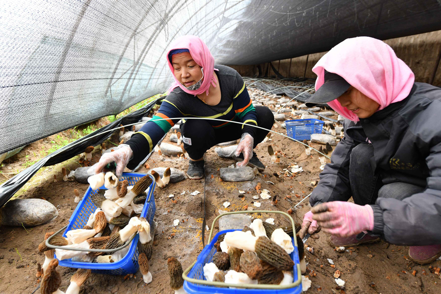 3月21日、新疆ウイグル自治區(qū)クムル市伊州區(qū)大泉灣郷圪塔井村のビニールハウスでアミガサタケを収穫する村民（寫真著作権はCFP視覚中國(guó)が所有のため転載禁止）。