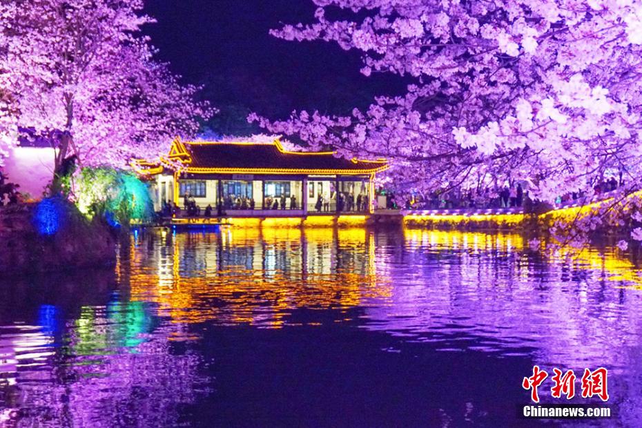 今年も見頃を迎えた太湖黿頭渚の夜桜　江蘇省無錫