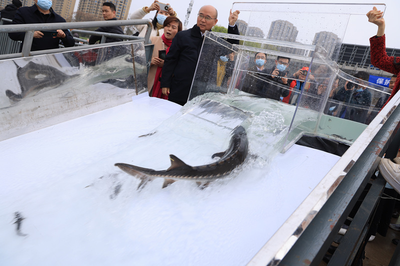 中華チョウザメ5100匹を放流　湖北省宜昌