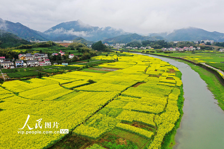 山村に春到來、菜の花が満開に　浙江省杭州