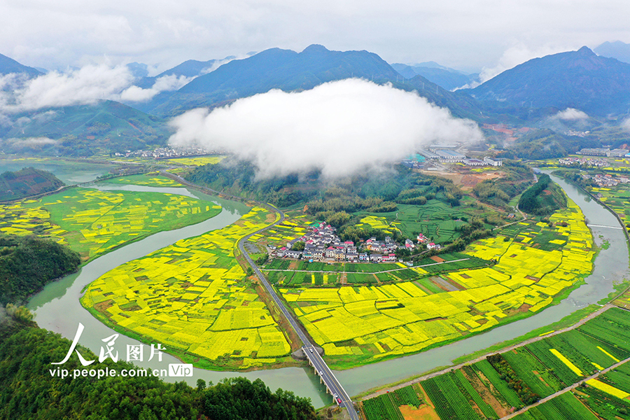 山村に春到來(lái)、菜の花が満開(kāi)に　浙江省杭州