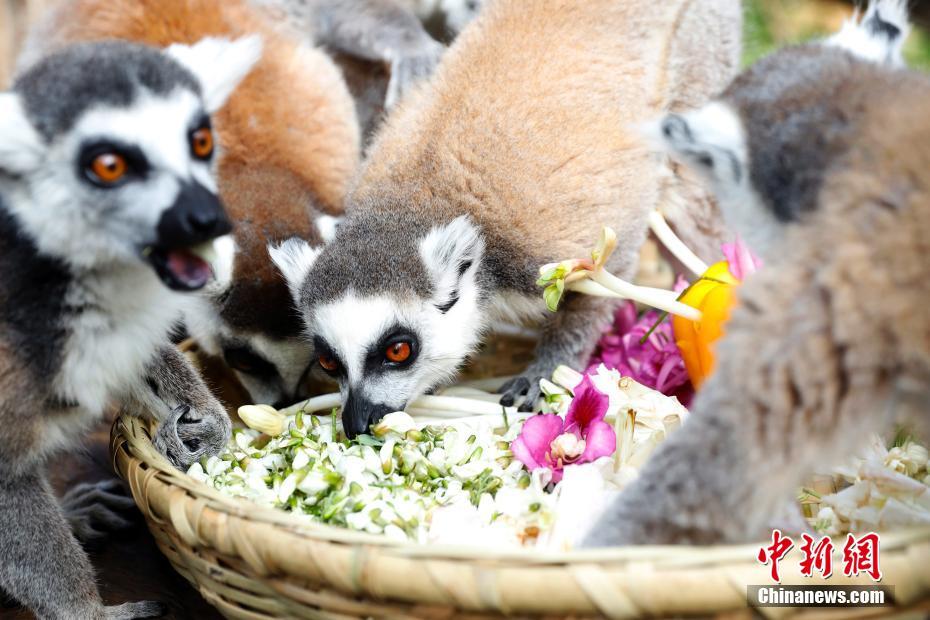 「花の御馳走」で春を味わう動物たち　雲(yún)南省