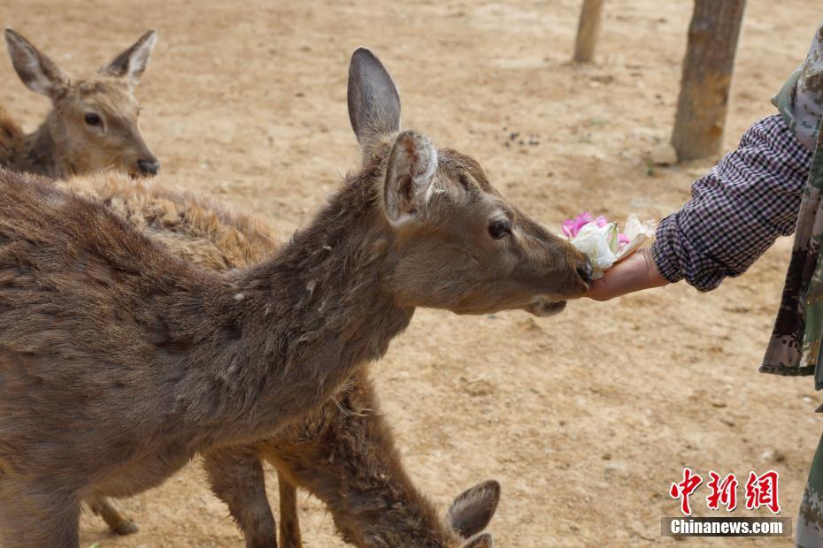 「花の御馳走」で春を味わう動(dòng)物たち　雲(yún)南省